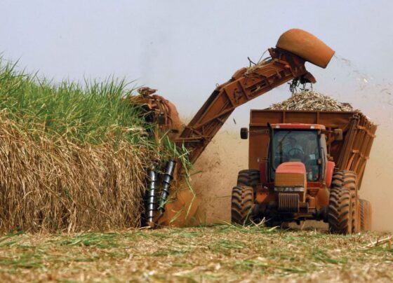 cana-de-açúcar, produção, etanol, biocombustível