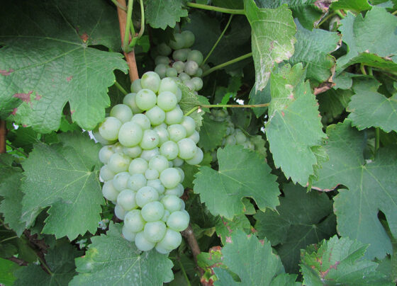 Uvas