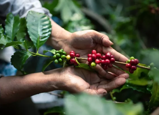 Mãos segurando um galho de planta de café com frutos verdes e vermelhos, destacando folhas lustrosas em ambiente ao ar livre.