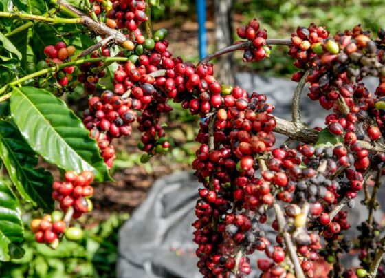 Governo de SP lança programa para impulsionar café canephora e atrair novos mercados