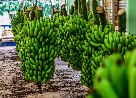 Várias pencas de banana