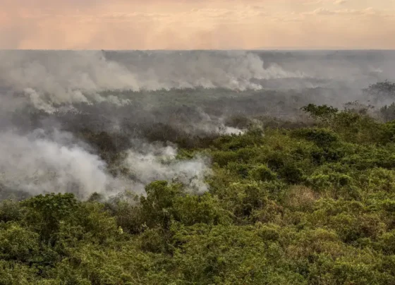 incêndio no Pantanal