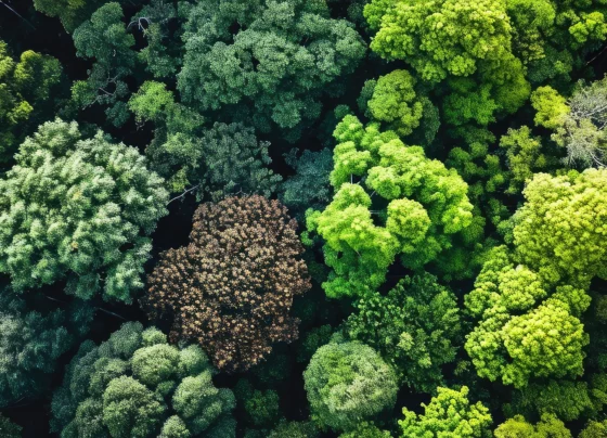 Floresta; reflorestamento; natureza; crédito de carbono; sustentabilidade; meio ambiente